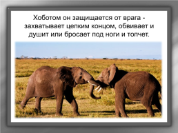 А. И. Куприн «Слон», слайд 8