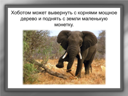 А. И. Куприн «Слон», слайд 9