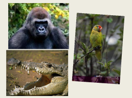 Тема урока: особенности природы Африки 7, слайд 5