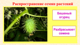 Условия роста и развития растений, слайд 14