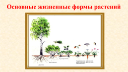 Условия роста и развития растений, слайд 6