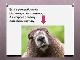 Животные Южного Урала, слайд 19