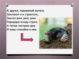 Животные Южного Урала, слайд 21