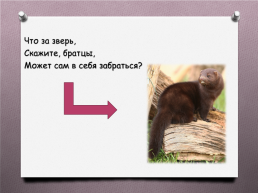 Животные Южного Урала, слайд 22