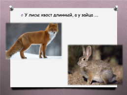 Животные Южного Урала, слайд 8