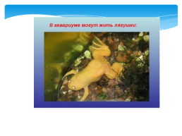 Кто живет в аквариуме?, слайд 7