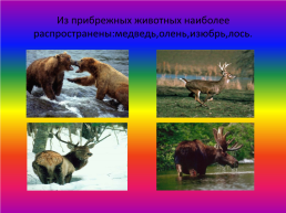 Великий Байкал, слайд 15