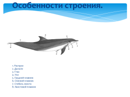 Проект «Дельфины- морские люди», слайд 4