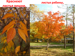 Лес осенью!, слайд 10