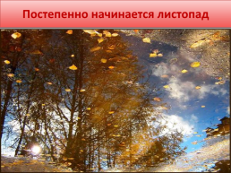 Лес осенью!, слайд 13