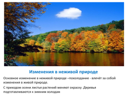 Лес осенью!, слайд 7