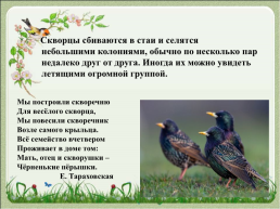 Перелетные птицы, слайд 13