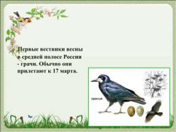 Перелетные птицы, слайд 5
