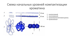 Компактизация хроматина, слайд 27