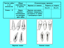 Анатомическое строение зубов человека, слайд 14
