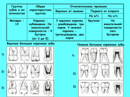 Анатомическое строение зубов человека, слайд 18