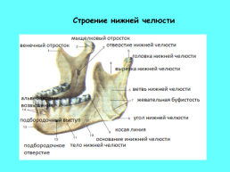 Анатомическое строение зубов человека, слайд 27