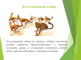 Сестринское дело по учебному предмету биология тема: «естественный отбор и адаптация организмов к условиям обитания», слайд 3