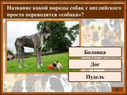Как называется домик собаки?, слайд 8