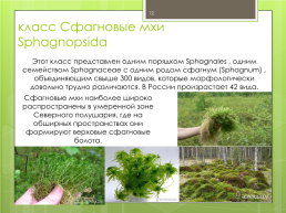 Мохообразные bryophyta, слайд 12