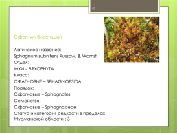 Мохообразные bryophyta, слайд 33