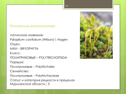 Мохообразные bryophyta, слайд 34