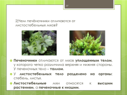 Мохообразные bryophyta, слайд 37