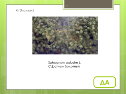Мохообразные bryophyta, слайд 41