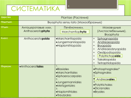 Мохообразные bryophyta, слайд 6