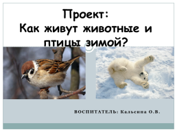 Проект: как живут животные и птицы зимой?, слайд 1