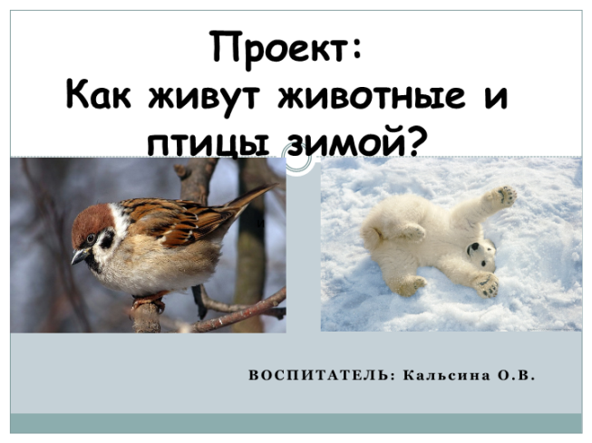 Проект: как живут животные и птицы зимой?