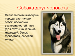 Собака друг человека, слайд 1