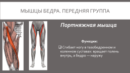 Мышцы нижней конечности, слайд 14