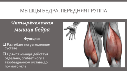 Мышцы нижней конечности, слайд 15