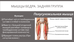 Мышцы нижней конечности, слайд 21