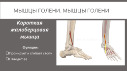 Мышцы нижней конечности, слайд 29