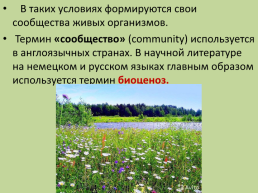 Тема : «понятие о природном сообществе», слайд 10