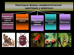 Возникновение адаптаций в результате естественного отбора, слайд 11