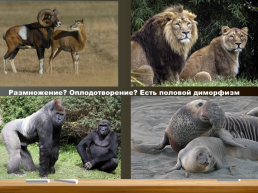 Млекопитающие. Общая характеристика. Происхождение и многообразие, слайд 25