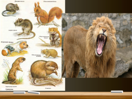 Млекопитающие. Общая характеристика. Происхождение и многообразие, слайд 39