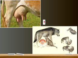 Млекопитающие. Общая характеристика. Происхождение и многообразие, слайд 6