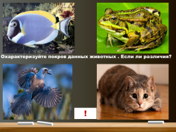 Млекопитающие. Общая характеристика. Происхождение и многообразие, слайд 8