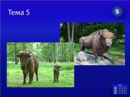 Интеллектуальная викторина «Дикие животные наших лесов» по мотивам телевизионной игры «Своя игра», слайд 61