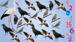 Конспект занятия в средней группе Перелетные птицы, слайд 12