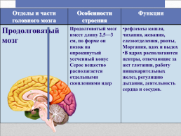 Головной мозг – главный командный пункт организма, слайд 20