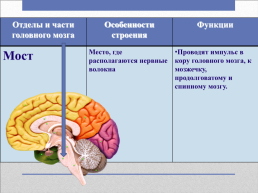 Головной мозг – главный командный пункт организма, слайд 21