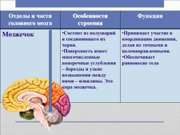 Головной мозг – главный командный пункт организма, слайд 24