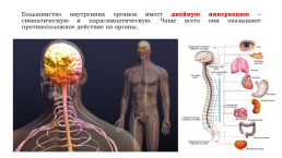Урок на тему «Соматический и вегетативный отделы нервной системы», слайд 5