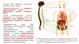 Урок на тему «Соматический и вегетативный отделы нервной системы», слайд 7