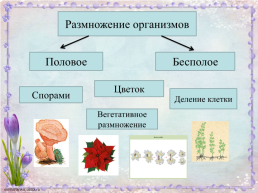 Урок по биологии Строение цветка, слайд 1